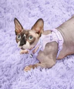 Cat Harness & Leash + Collar Kit - Image 2