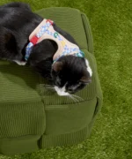 Cat Harness & Leash + Collar Kit - Image 4