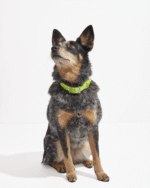 Waterproof Dog Collar - Image 28