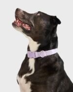 Quick-Release Collar + Waterproof Leash Walk Kit - Image 4