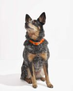 Waterproof Dog Collar - Image 21