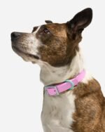 Waterproof Dog Collar - Image 4