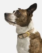 Waterproof Dog Collar - Image 2
