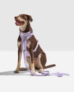 Hands-Free Rope Dog Leash - Image 8