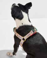 Step-In Harness + Waterproof Leash Walk Kit - Image 3