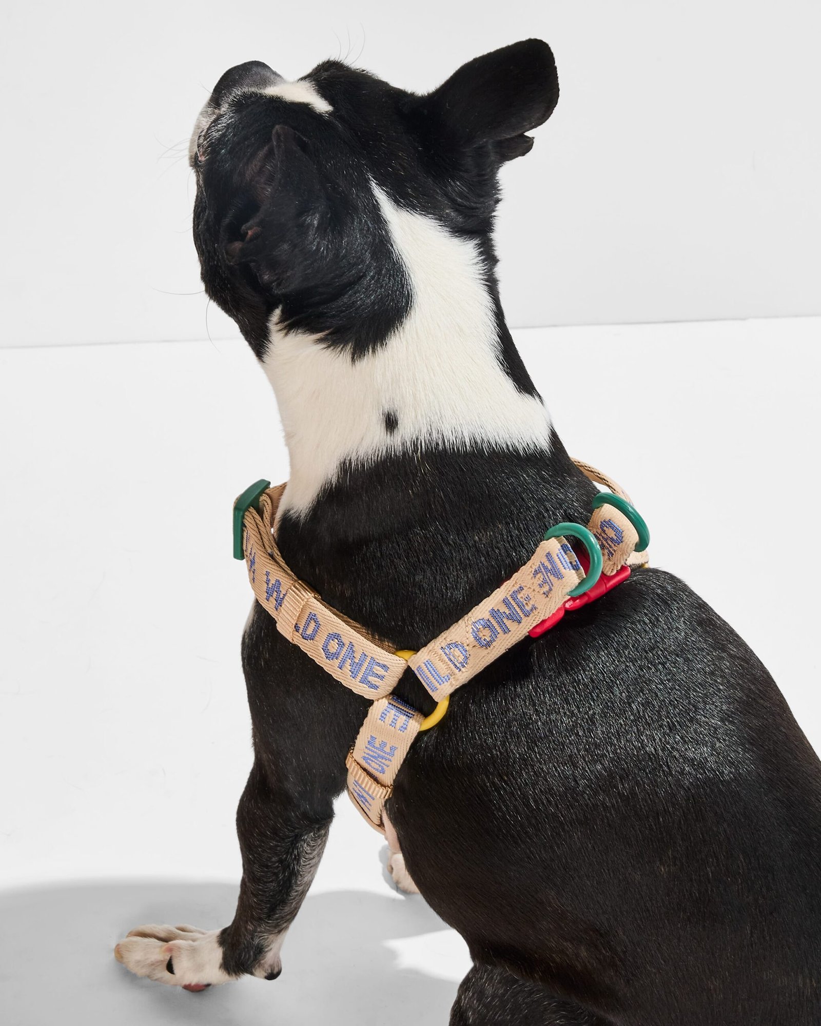 Step-In Harness + Waterproof Leash Walk Kit - Image 3