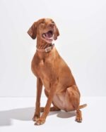 Waterproof Dog Collar - Image 48