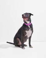Waterproof Dog Collar - Image 18
