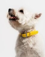 Waterproof Dog Collar - Image 74