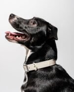 Waterproof Dog Collar - Image 69
