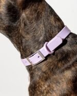Waterproof Dog Collar - Image 51