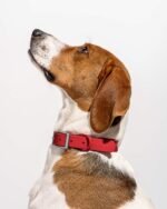 Waterproof Dog Collar - Image 33