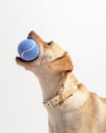 Tennis Balls 4-Pack - Image 2