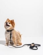 Waterproof Dog Collar - Image 67