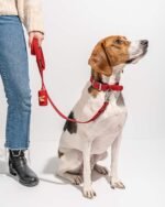 Waterproof Dog Collar - Image 36