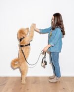 Waterproof Dog Leash - Image 56