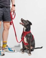 Waterproof Dog Leash - Image 33