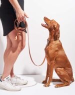 Waterproof Dog Collar - Image 49