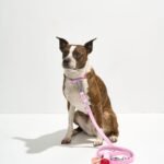 Waterproof Collar + Waterproof Leash Walk Kit