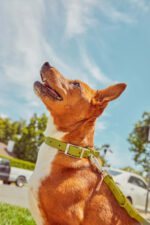 Waterproof Dog Collar - Image 81