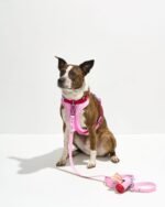 Waterproof Dog Leash - Image 4