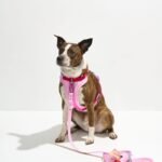 Cushioned Harness + Waterproof Leash Walk Kit