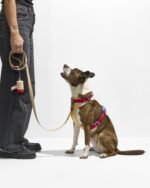 Waterproof Dog Leash - Image 76