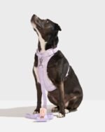 Cushioned Harness + Lightweight Leash Walk Kit - Image 2