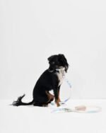 Waterproof Dog Leash - Image 14
