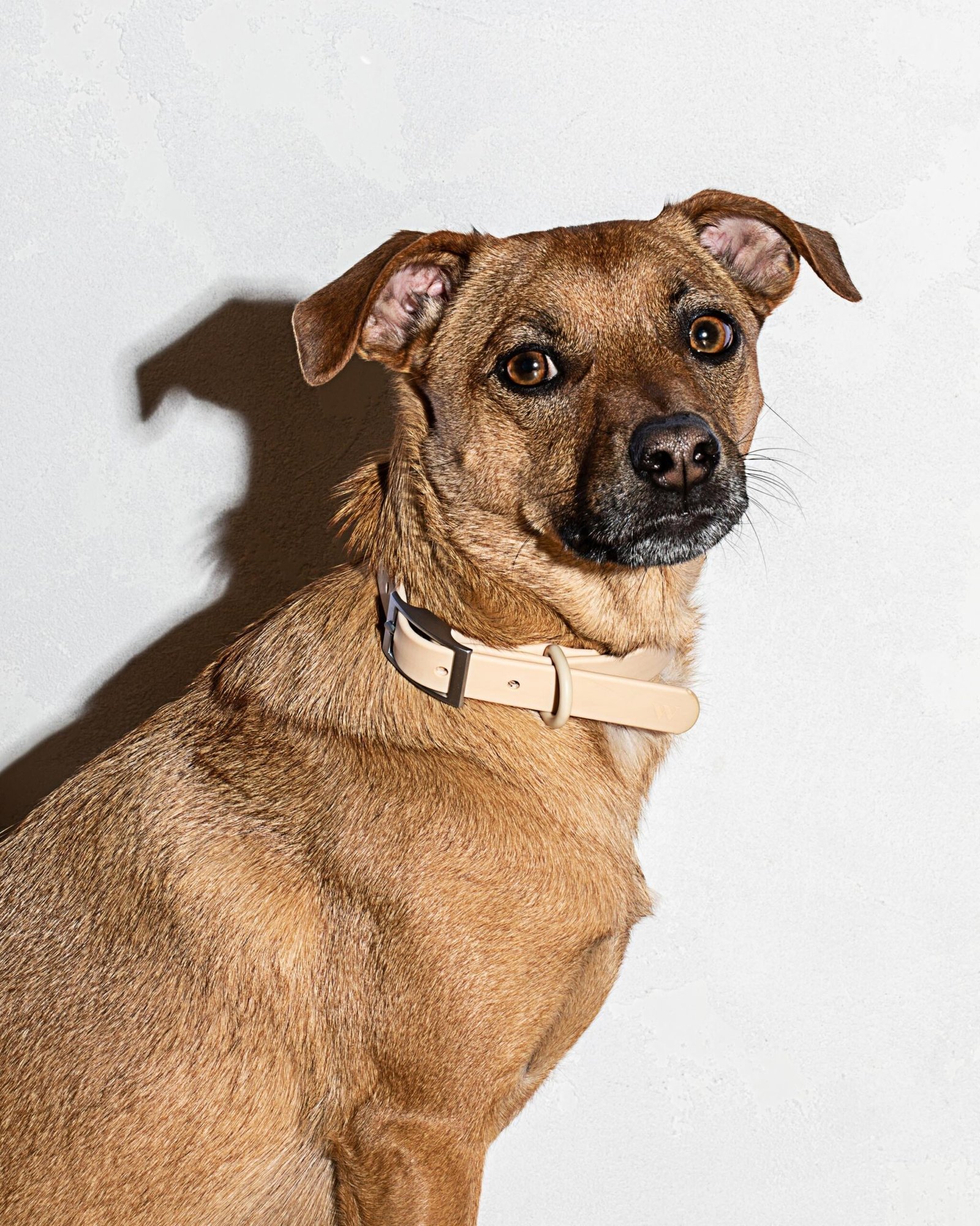 Waterproof Dog Collar - Image 59